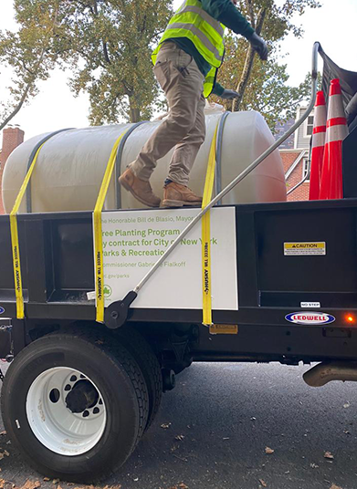 Planting these green trees to enhance New York City’s beauty and sustainability!